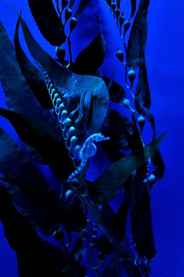 Фото морских коньков в аквариуме в Генуе